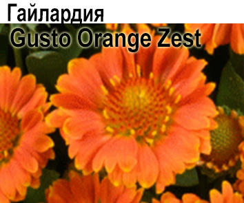 Гайлардия Gusto Orange Zest  (многолетник)
