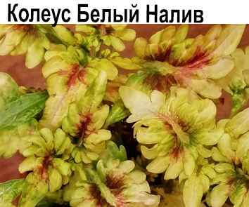 Колеус Белый Налив