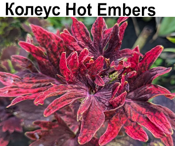 Колеус Hot Embers