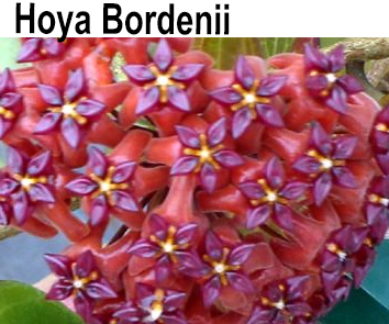 Хойя Bordenii  НОВИНКА КАТАЛОГА