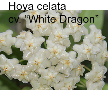 Хойя Celata White Dragon  НОВИНКА КАТАЛОГА