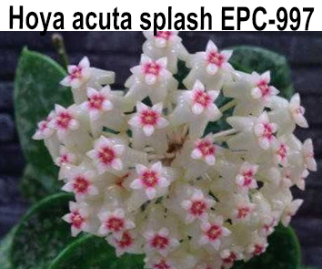 Хойя Acuta splash EPS 997   НОВИНКА КАТАЛОГА