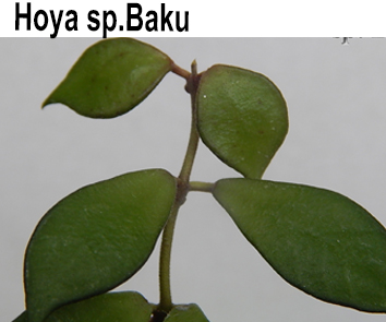 Хойя sp.Baku НОВИНКА КАТАЛОГА