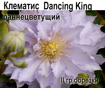 Клематис Dancing King  НОВИНКА КАТАЛОГА