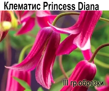 Клематис ботанический Princess Diana  НОВИНКА КАТАЛОГА