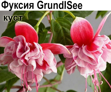 Фуксия GrundlSee куст  НОВИНКА КАТАЛОГА