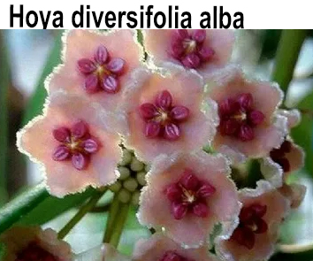 Хойя  Diversifolia  НОВИНКА КАТАЛОГА