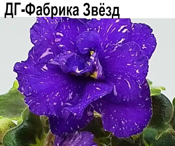 ДГ-Фабрика Звёзд (Дегтярев) НОВИНКА 2025г!