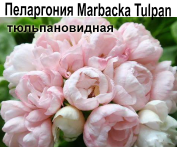 Пеларгония тюльпановидная Marbacka Tulpan