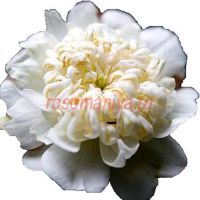 Хризантема (Chrysanthemum) ЗКС