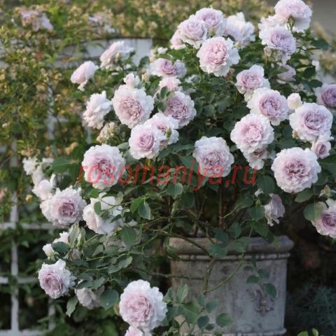 ( ′～‵)ŧ‹”ŧ‹”ŧ‹”ŧ‹” 薔薇紫　240×90 120×160 Нью Вейв (New Wave) ЗКС