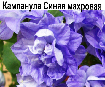Кампанула синяя махровая