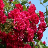 Эксцельза (Excelsa) ЗКС
