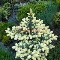 Ель колючая Биалобок (Picea pungens Bialobok)