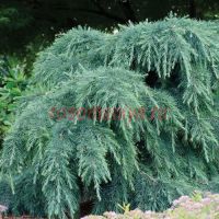 Кедр гималайский (Cedrus deodara)