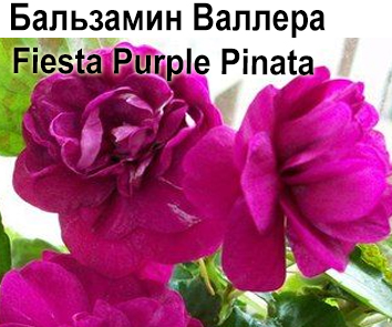 Бальзамин Валлера Fiesta Purple Pinata