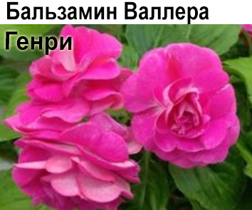 Бальзамин Валлера Генри