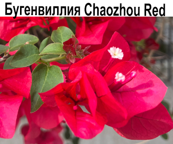 Бугенвиллия Chaozhou Red  НОВИНКА КАТАЛОГА