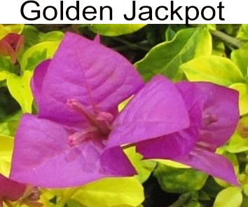 Бугенвиллия Golden Jackpot  НОВИНКА КАТАЛОГА