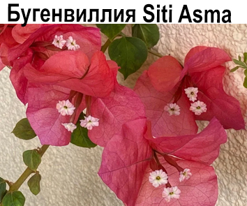 Бугенвиллия Siti Asma  НОВИНКА КАТАЛОГА