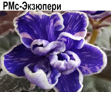 РМс-Экзюпери (Скорнякова сеянец)  НОВИНКА КАТАЛОГА