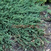 Можжевельник горизонтальный Джейд Ривер(Juniperus horizontalis Jade River)