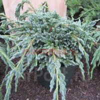 Можжевельник чешуйчатый Блу Спайдер (Juniperus squamata Blue Spider)
