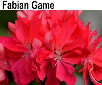 Пеларгония густомахровая Fabian Game стелар  НОВИНКА КАТАЛОГА