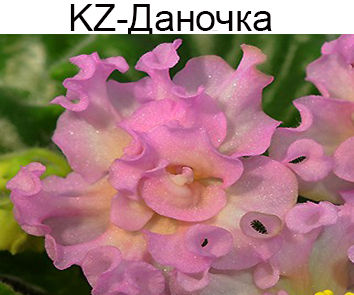 KZ-Данночка (Заикина)