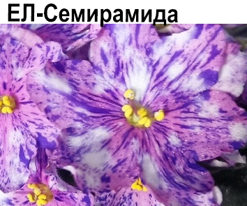 ЕЛ-Семирамида (Л.Еременко)  НОВИНКА КАТАЛОГА