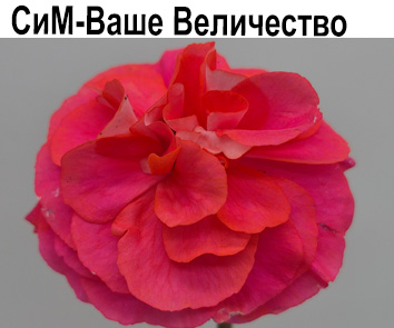 Пеларгония розебудная СиМ-Ваше Величество  НОВИНКА