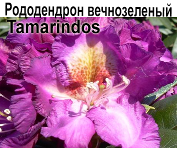 Рододендрон Tamarindos  НОВИНКА КАТАЛОГА