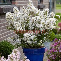 Лагерстремия Вирджин (Lagerstroemia Virgin)