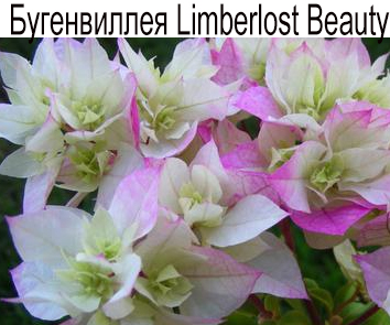Бугенвиллия Limberlost Beauty