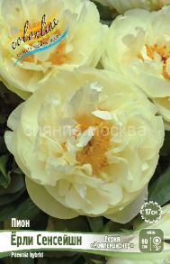 Пион COLLECTIONER Ёрли Сенсейшн, 2/3 n,  1 шт Колорлайн