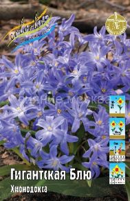 Хионодокса Гигантская Блю ( Chionodoxa luciliae Blue),5/+,10шт.