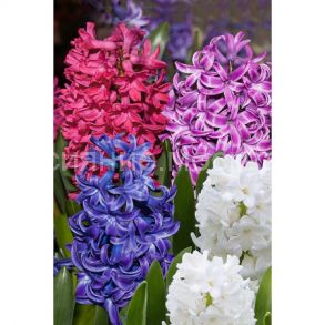 Гиацинт Смесь гиациантов ( Hyacinth Mixed),14/15-3шт