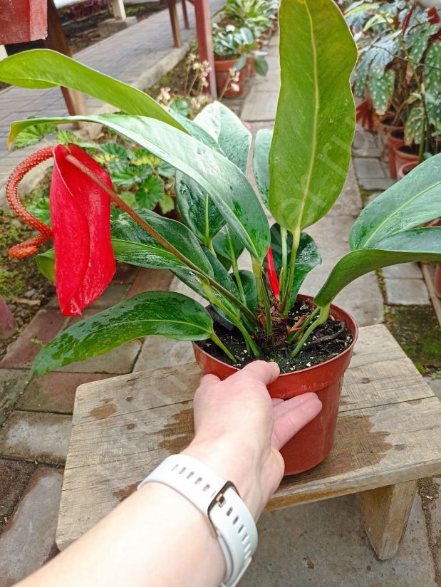 Антуриум Шерцера