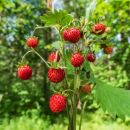 mignonette-strawberry-2-jpg.jpg