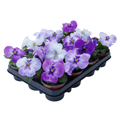 Виола Виттрока (Viola wittrockiana) Inspire Plus Marina Lavender, 100 семян