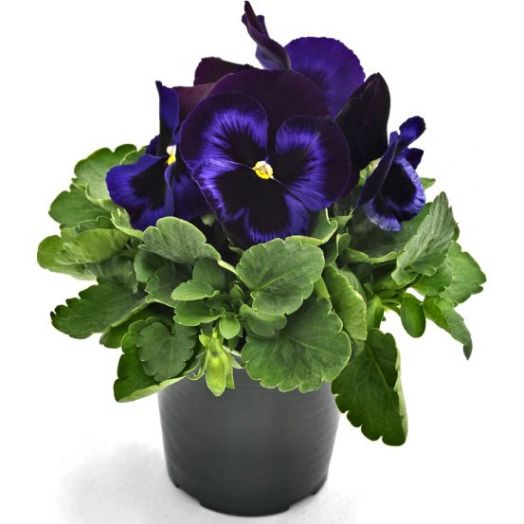 Виола Виттрока (Viola wittrockiana) Inspire Plus Blue Velvet, 100 семян