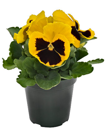 Виола Виттрока (Viola wittrockiana) Inspire Plus Yellow Blotch, 100 семян