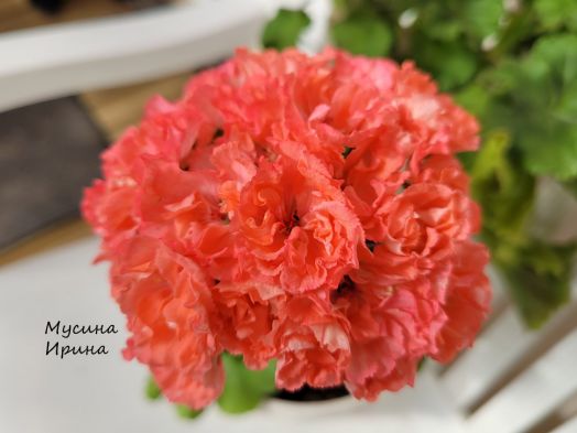 Lancastrian № 0138