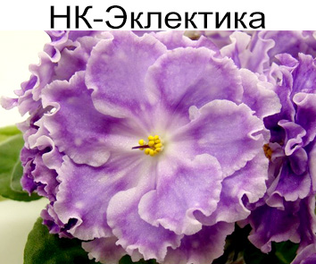 НК-Эклектика (Козак)