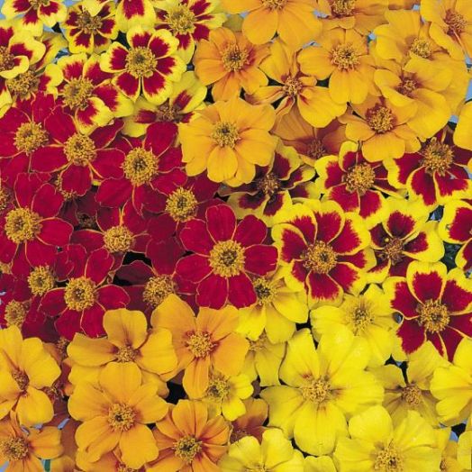 Бархатцы отклоненные (Tagetes patula) Disco Mix, 100 семян