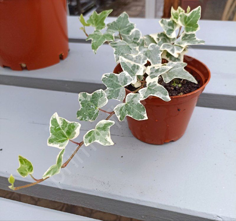 Hedera helix (Плющи) Разные сорта