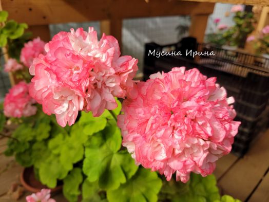 Шёлк Весенняя Песня № 2456