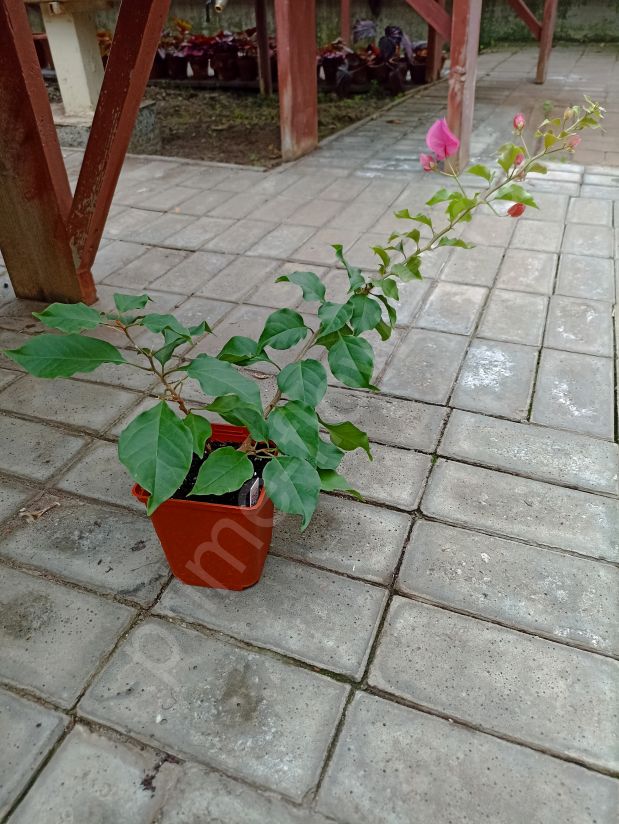 Бугенвиллия (Bougainvillea) розовая
