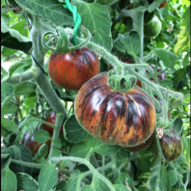 Томат Экстравагантный Руфианж, 50шт семян