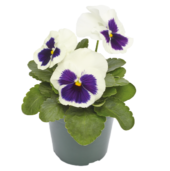 Виола Виттрока (Viola wittrockiana) Inspire Plus White Blotch, 100 семян